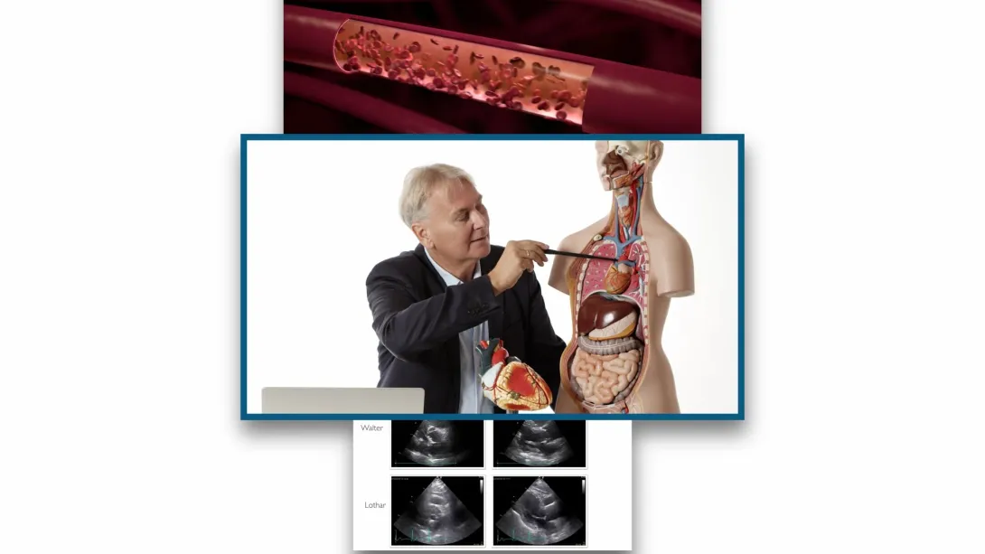 Anatomy
