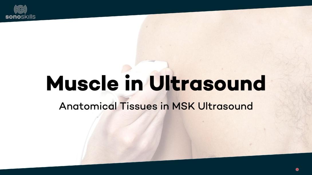 Muscles in ultrasound