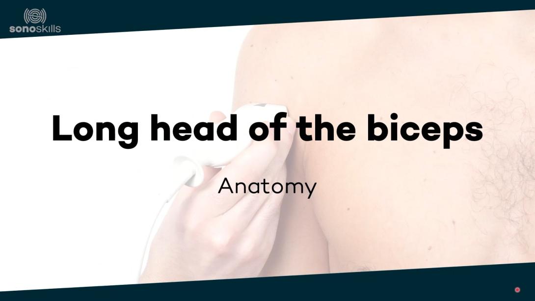 Long head of biceps - anatomy