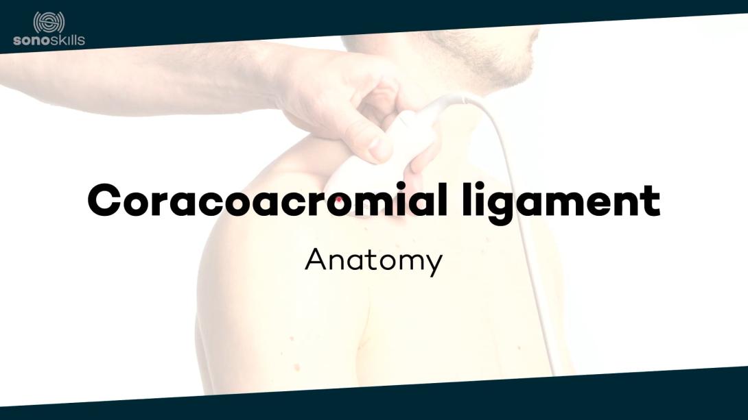 Coracoacromial ligament - anatomy