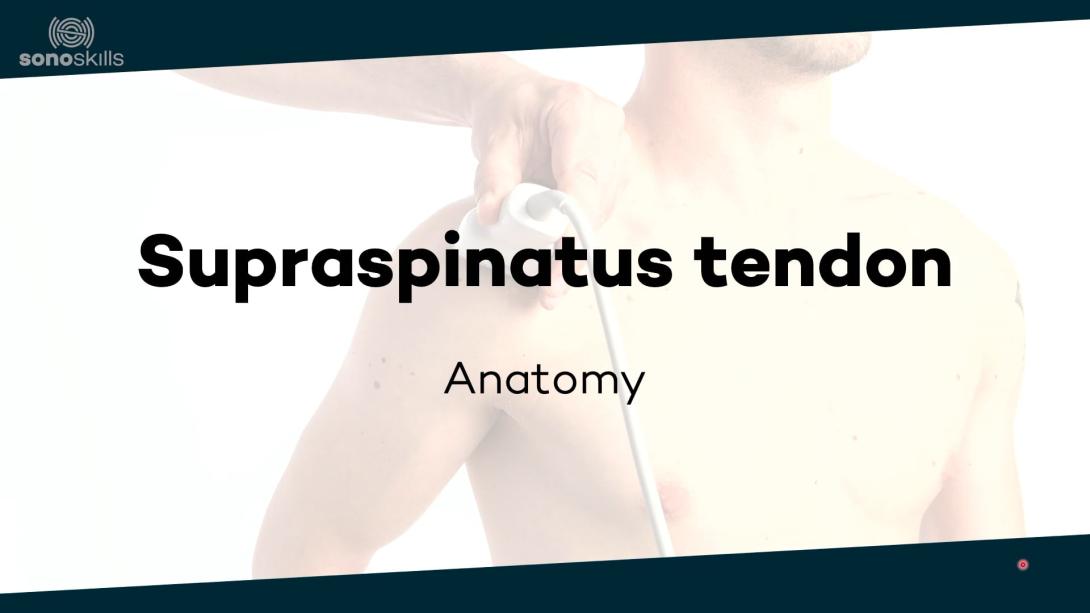 Supraspinatus tendon - anatomy