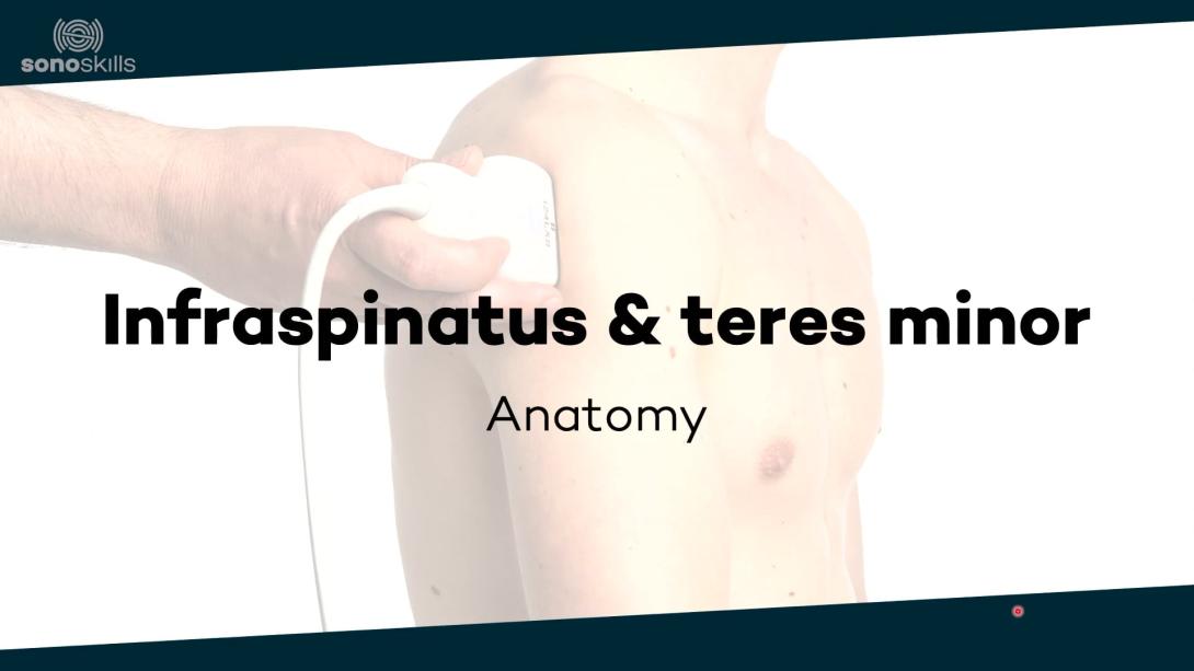 Infraspinatus / teres minor - anatomy