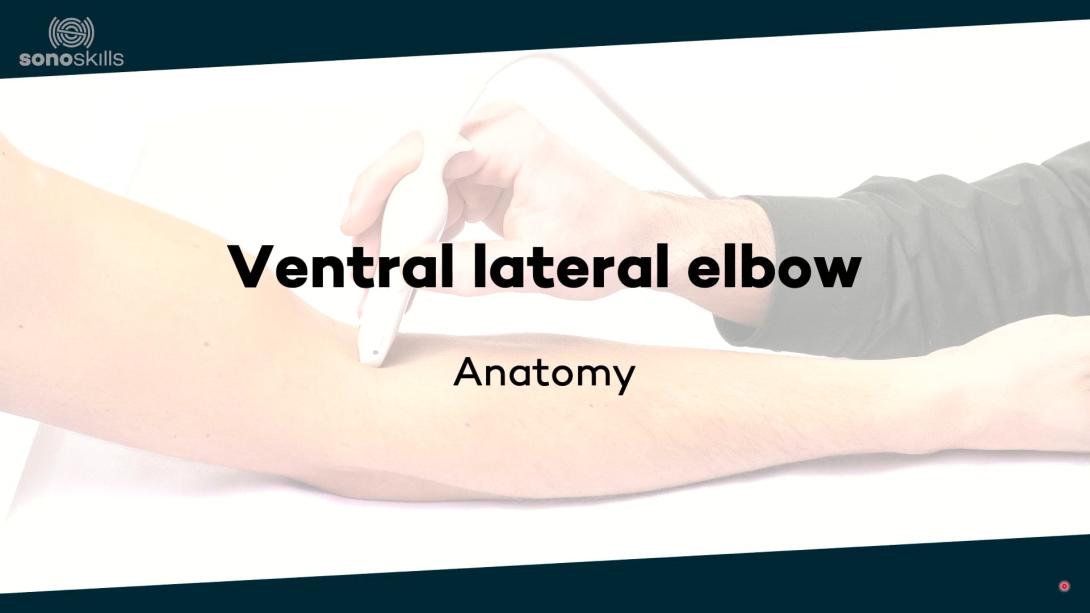 Ventral lateral elbow - anatomy