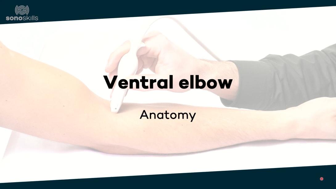 Ventral elbow - anatomy