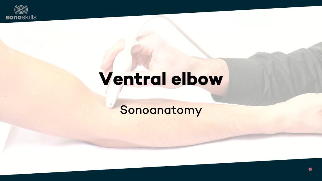 Ventral elbow - sonoanatomy