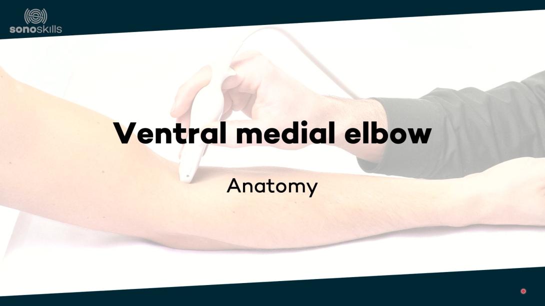Ventral medial elbow - anatomy