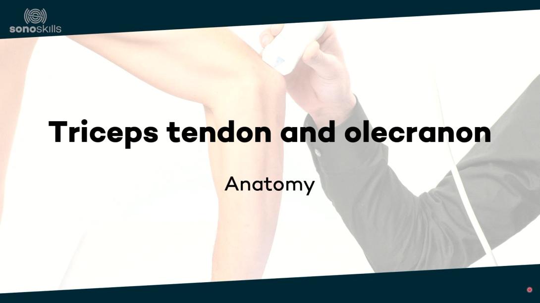 Tricpes tendon and olecranon -  anatomy