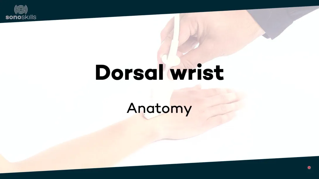Dorsal wrist joints - anatomy