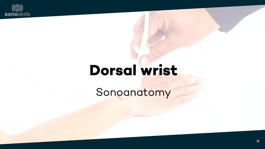 Dorsal wrist joints - sonoanatomy