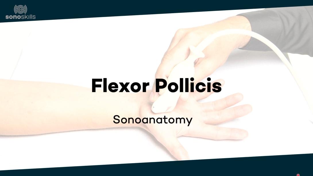 Flexor pollicis longus tendon -  sonoanatomy