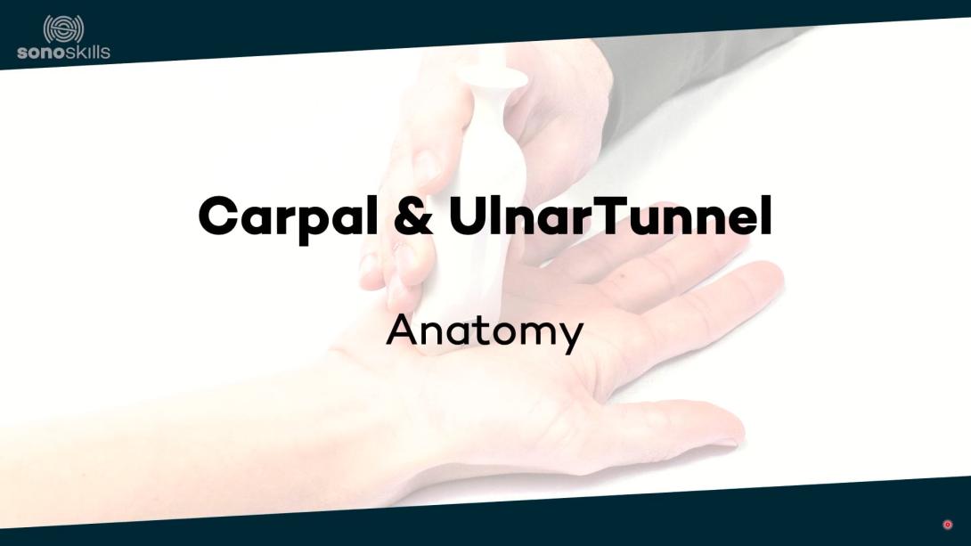 Carpal tunnel - anatomy