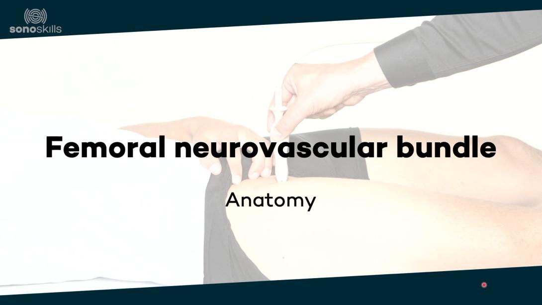 Femoral neurovascular bundle - anatomy