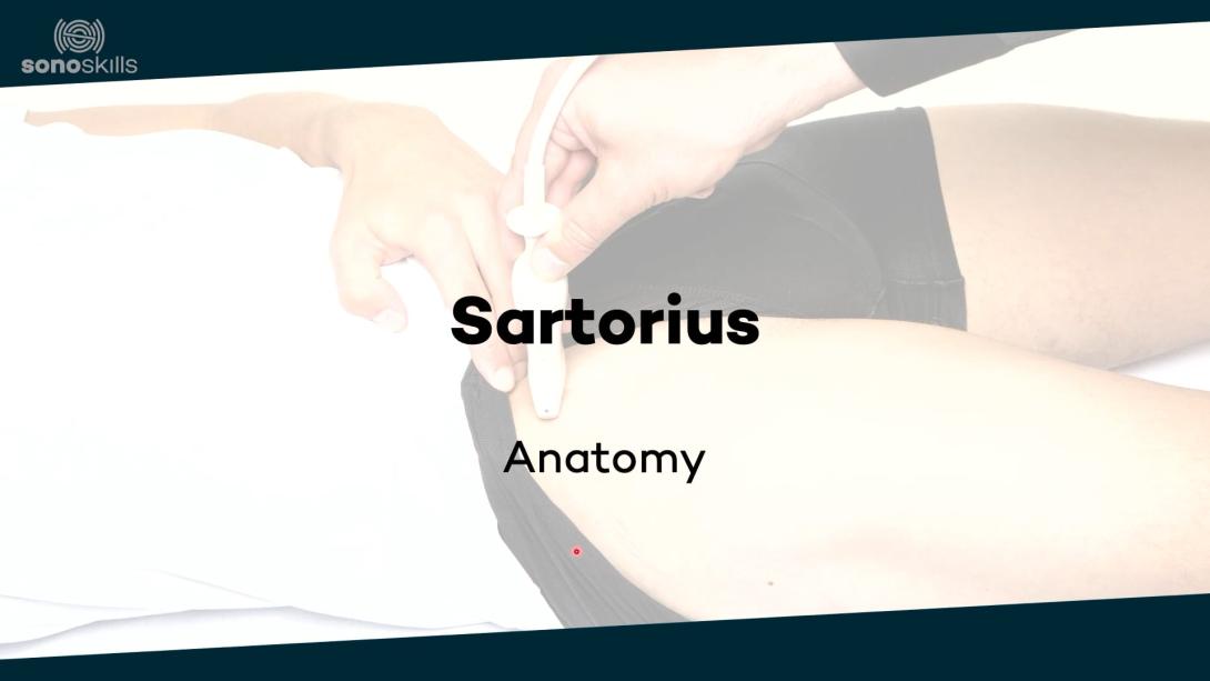 Sartorius - anatomy