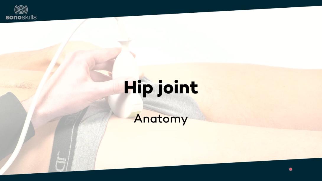 Hip joint - anatomy