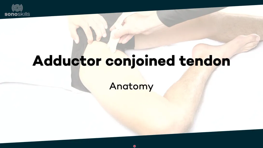 Adductors - anatomy