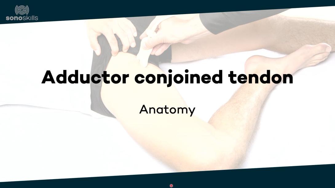Adductors - anatomy