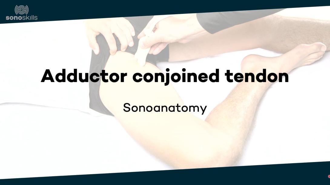 Adductors - sonoanatomy