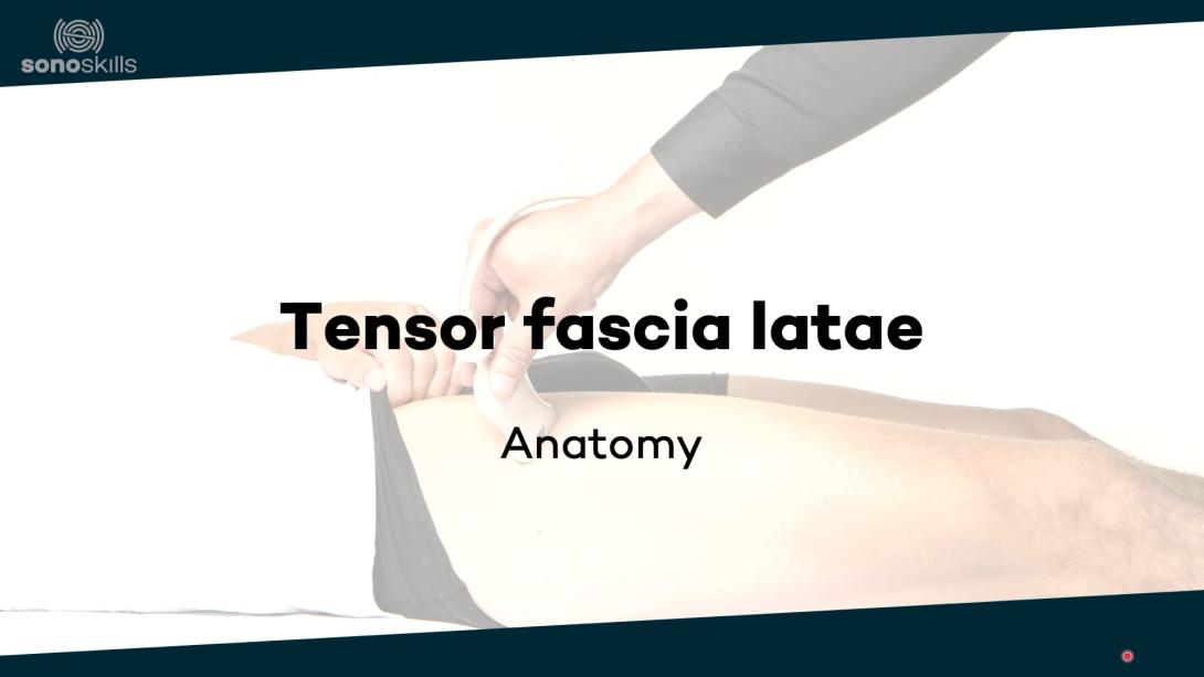 Tensor fascia latae - anatomy
