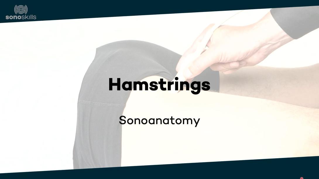Hamstrings - sonoanatomy