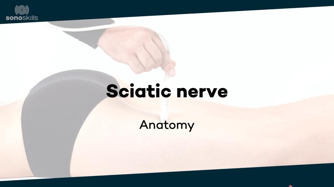 Sciatic nerve - anatomy
