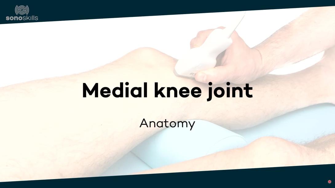 Medial knee joint - anatomy