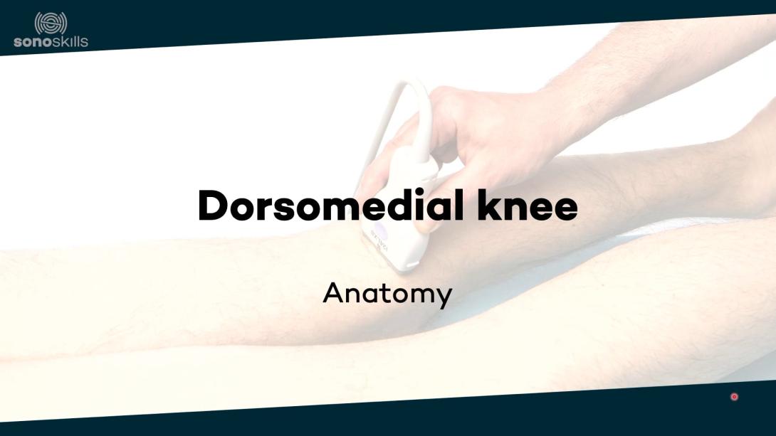 Dorsomedial knee - anatomy