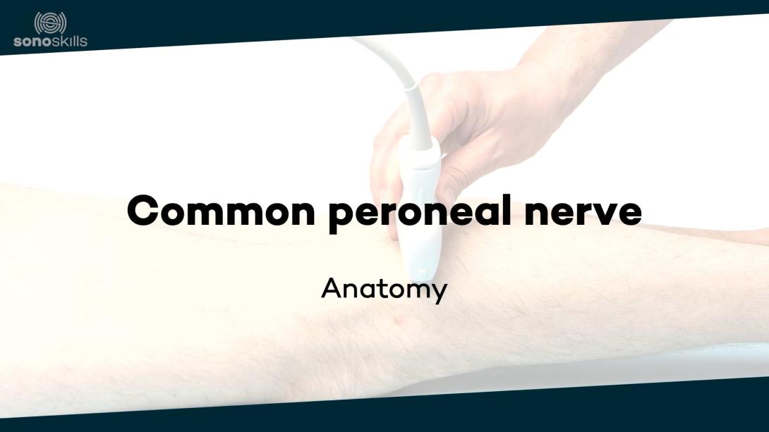 Common peroneal nerve - anatomy