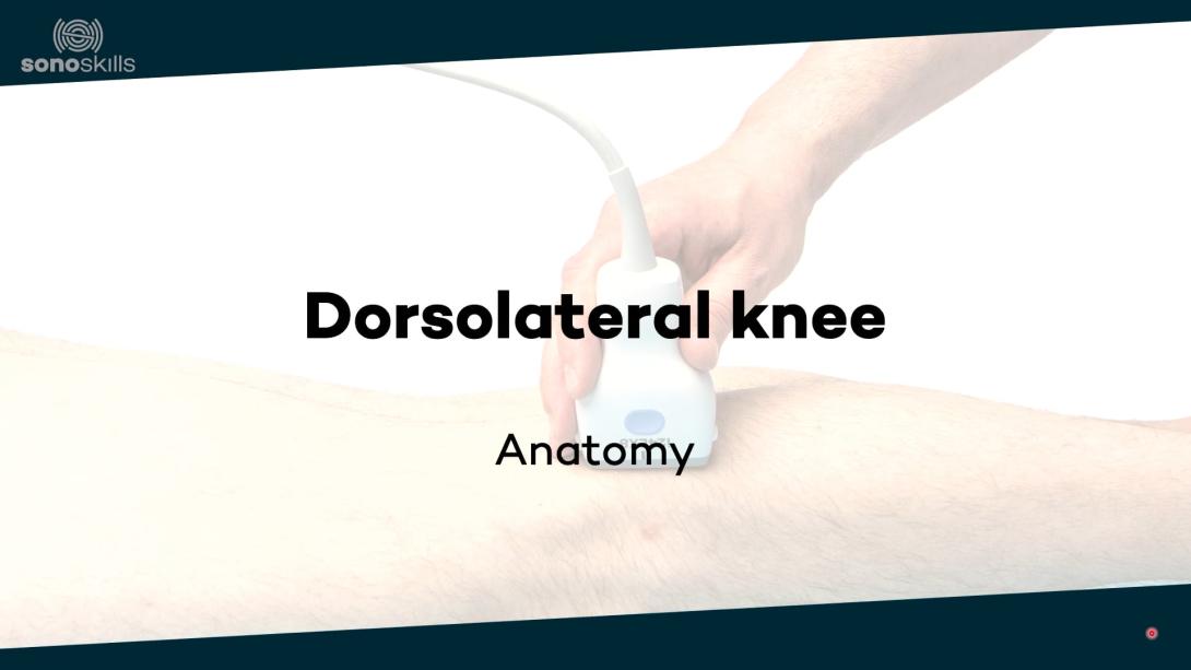 Dorsolateral knee - anatomy
