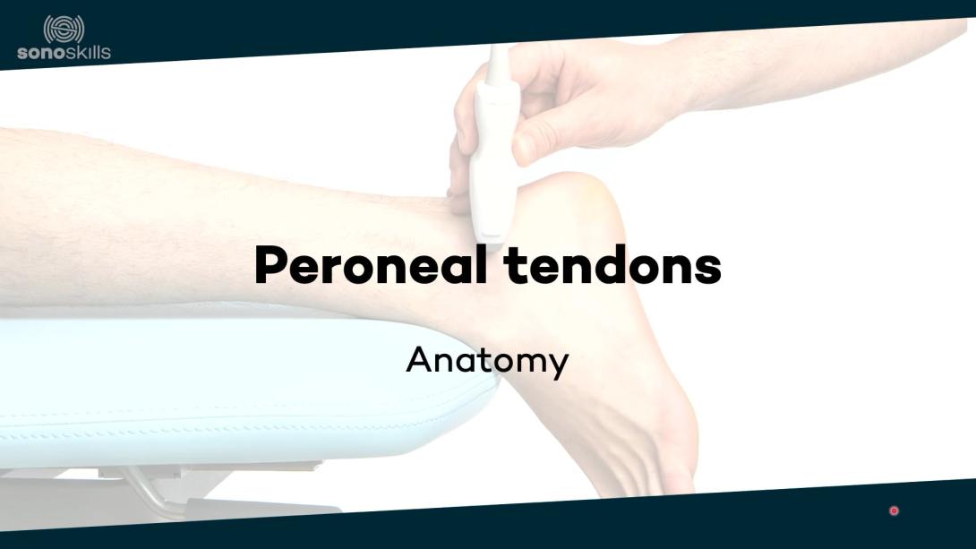 Peroneal tendons - anatomy