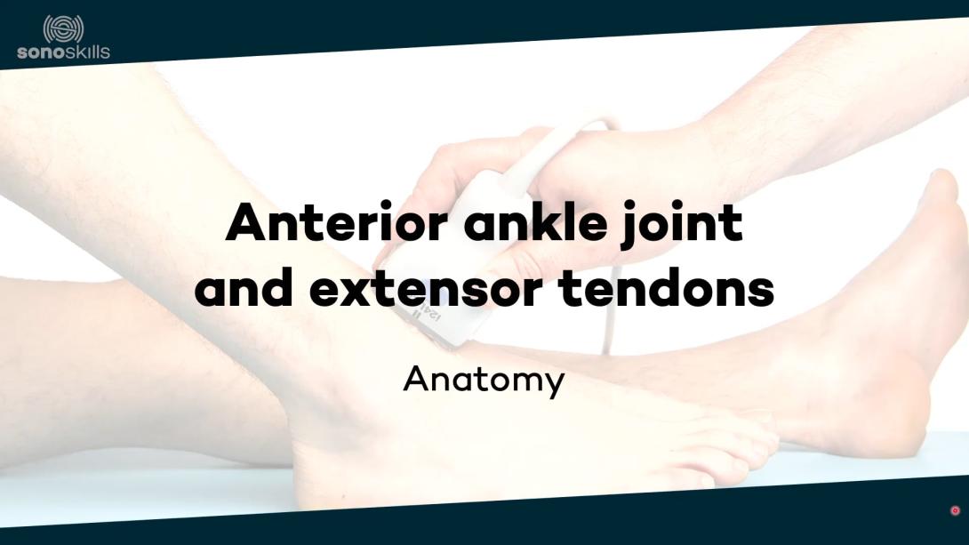 Anterior ankle joint and tendons - anatomy 