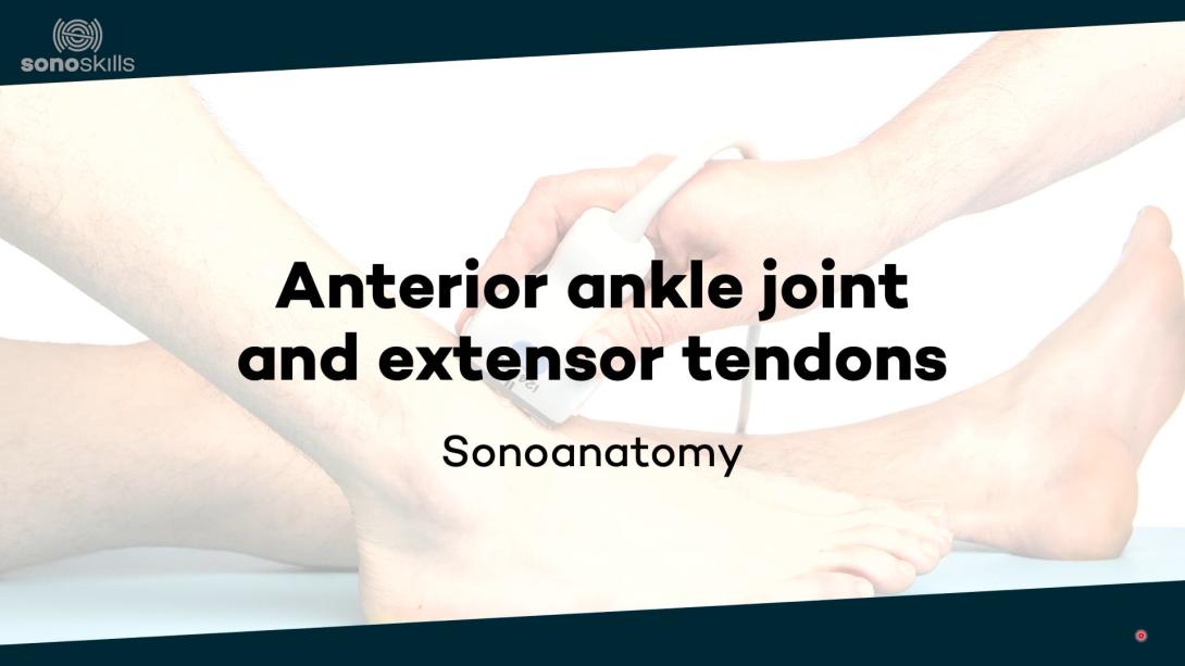 Anterior ankle joint and tendons - sonoanatomy 