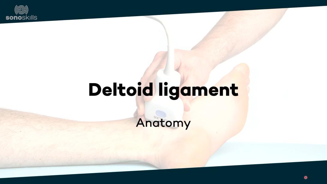 Deltoid ligament - anatomy