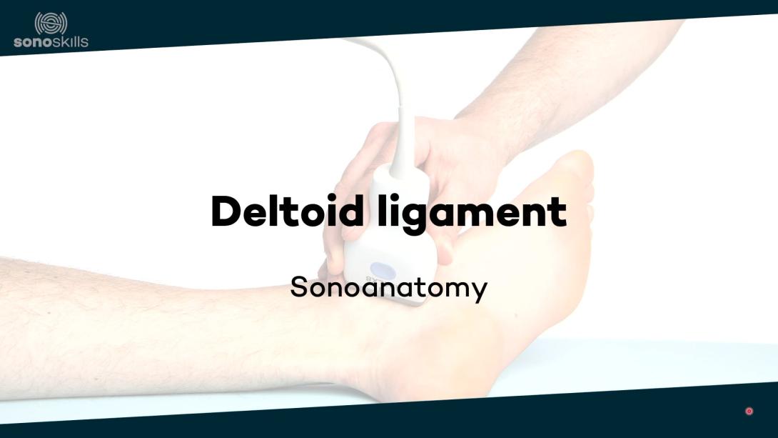 Deltoid ligament - sonoanatomy
