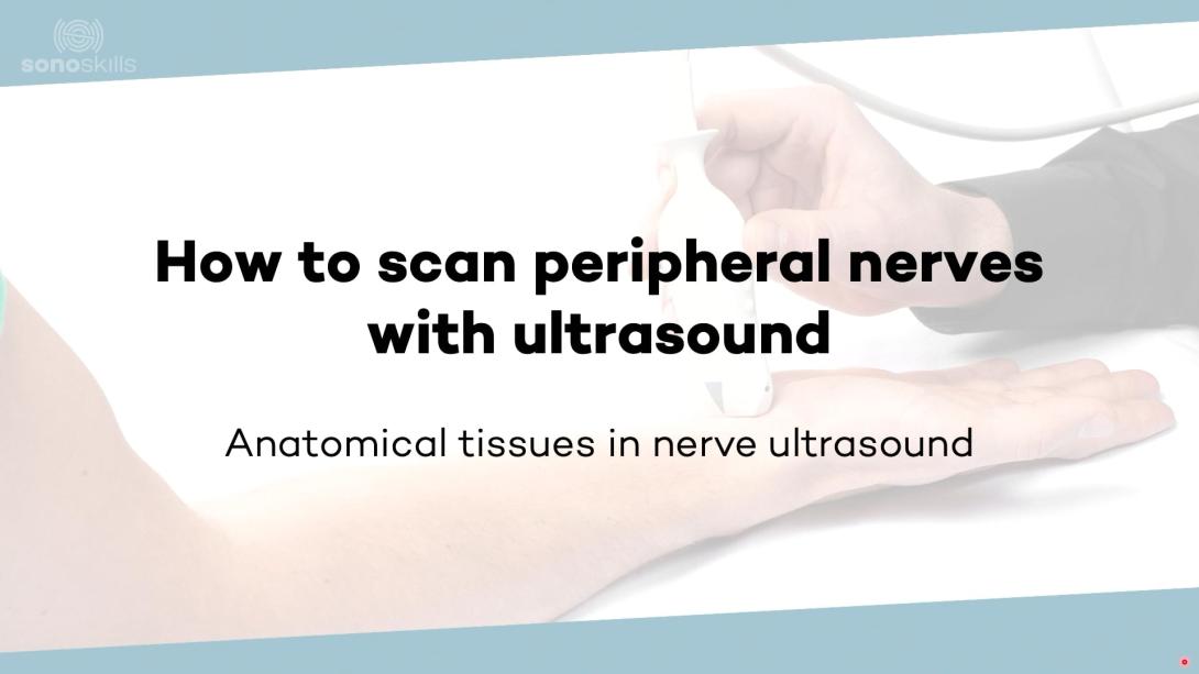Peripheral nerves