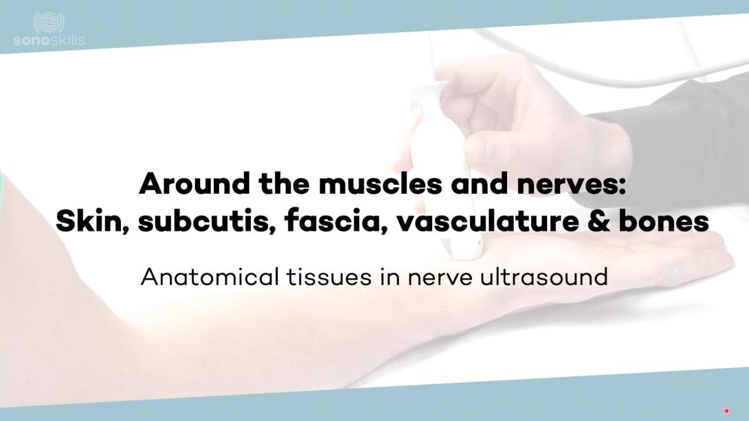 Anatomical context: fascia, subcutis, vessels, bones