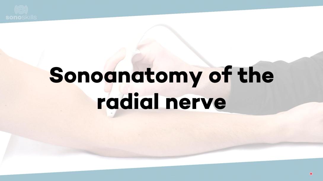 (Sono)anatomy of the radial nerve