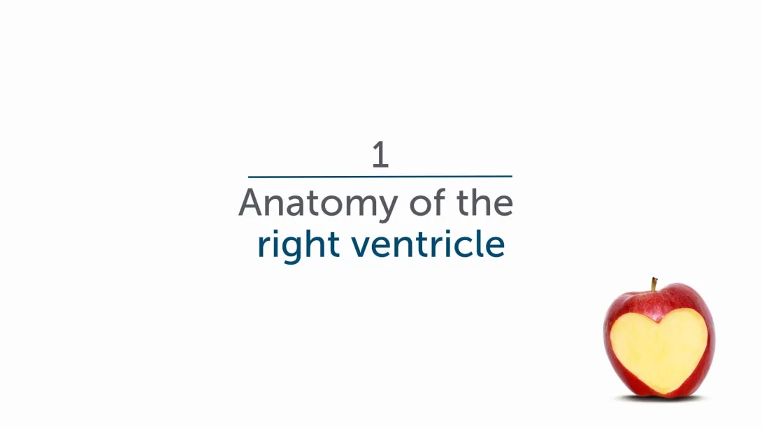 Anatomy of the Right Heart