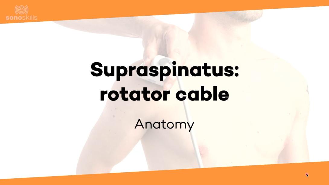 Supraspinatus rotator cable - anatomy