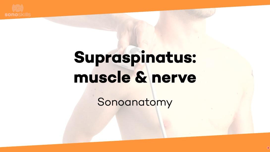 Supraspinatus muscle suprascapular nerve - sonoanatomy