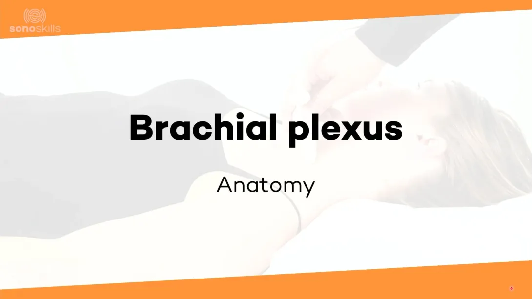 Brachial plexus - anatomy