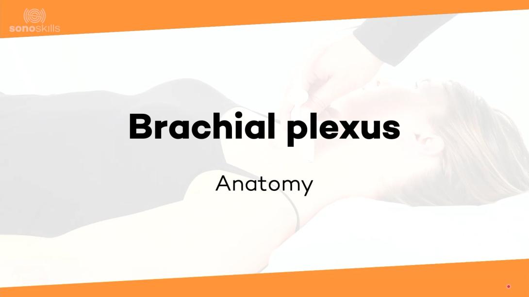Brachial plexus - anatomy