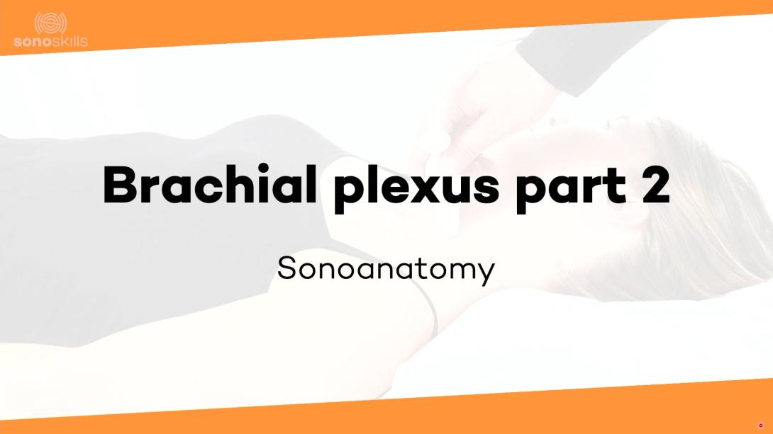 Brachial plexus part 2 - sonoanatomy
