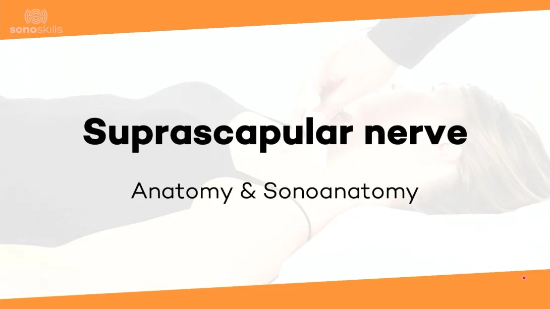 Suprascapular nerve - anatomy and sonoanatomy