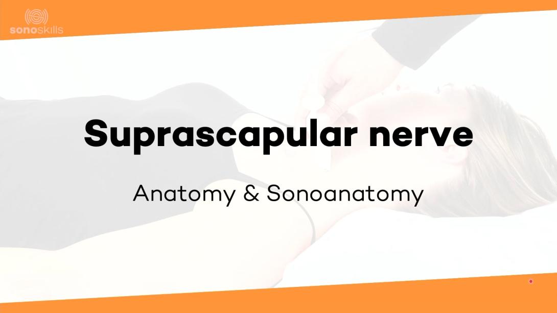 Suprascapular nerve - anatomy and sonoanatomy