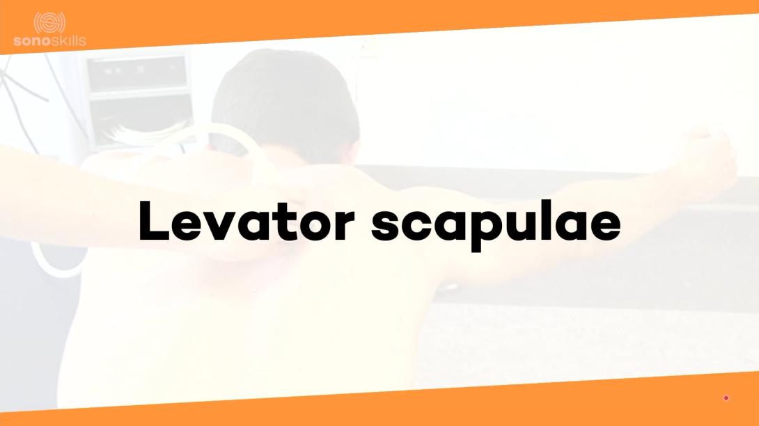 Levator scapula (sono)anatomy